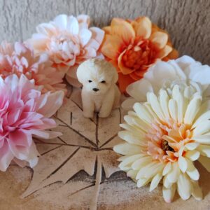 Bolognese formagyertya